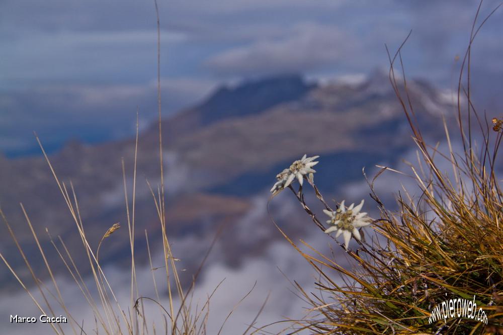 22_Tante Stelle Alpine.JPG